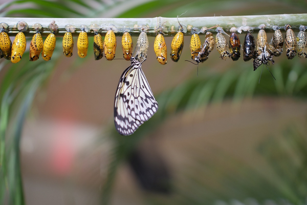 butterfly-from-cacoon